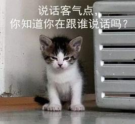 吃瓜娱乐的喵哥是谁呀,吃瓜娱乐界的神秘喵星人  第1张